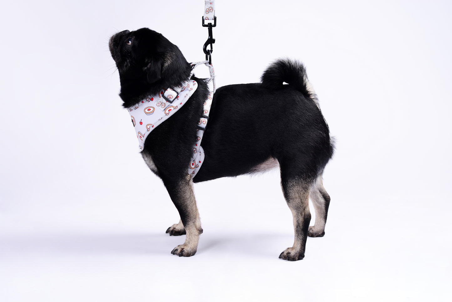 cherry Bakewell harness